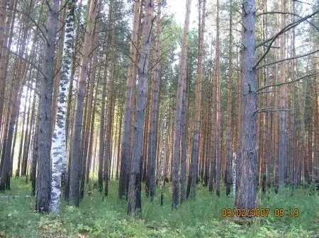 Красивый лес, природа...свежий воздух...