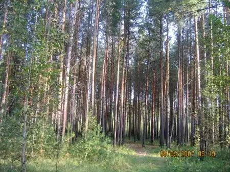Красивый лес, природа...свежий воздух...