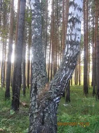 Красивый лес, природа...свежий воздух...