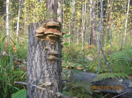 Красивый лес, природа...свежий воздух...