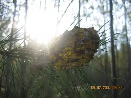 Красивый лес, природа...свежий воздух...