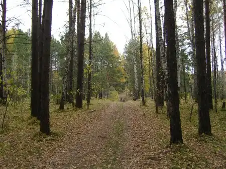 Северский лес