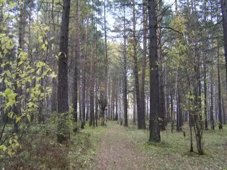 Северский лес