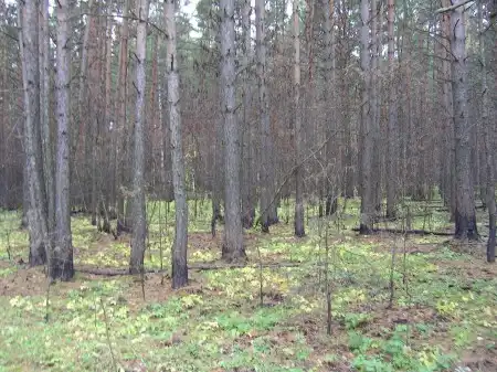 Северский лес