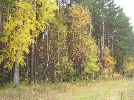 Северский лес
