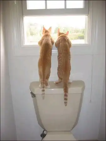Профессиональные снимки кошек