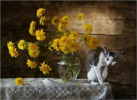 Профессиональные снимки кошек