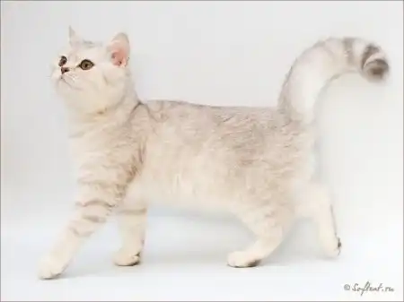 Профессиональные снимки кошек