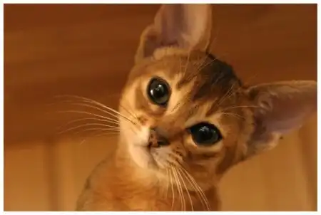 Профессиональные снимки кошек