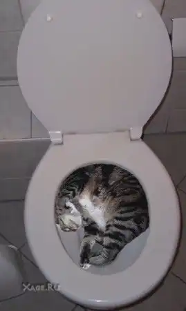 Позитивные киски!!!!