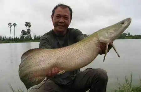 Рыбалка на Тайланде (39 фото)