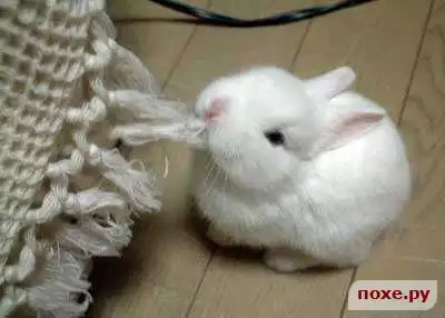 прикольненькие разности