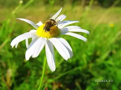 Растения Растения