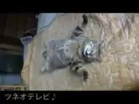 Позитив. Спящий кот Позитив. Спящий кот