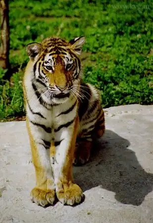 Тигры .© Вячеслав Курашенко