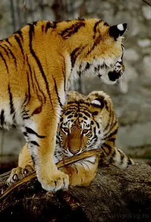 Тигры .© Вячеслав Курашенко