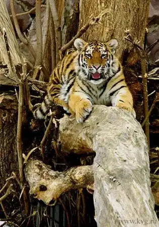 Тигры .© Вячеслав Курашенко