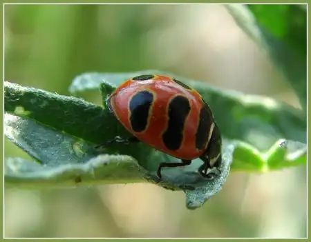 Коровки