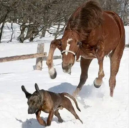 забавные зверушки
