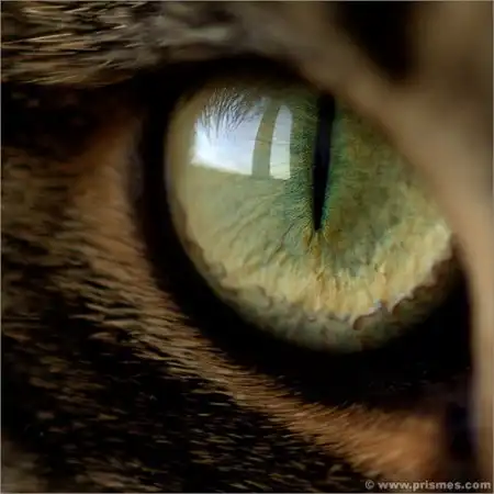 Кошачьи глазки