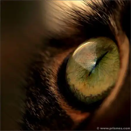 Кошачьи глазки
