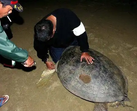 Индонезия: как спасают черепах 