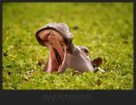 Фотограф Alex Bernasconi - Мир дикой природы