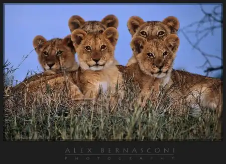 Фотограф Alex Bernasconi - Мир дикой природы
