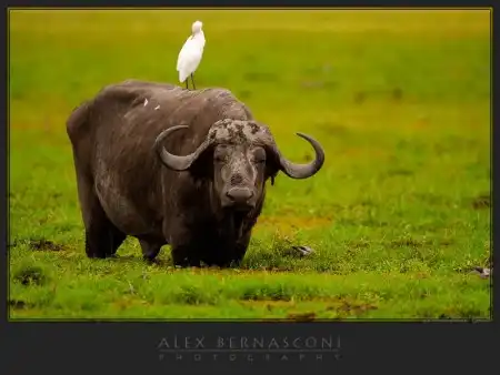 Фотограф Alex Bernasconi - Мир дикой природы