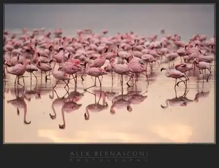 Фотограф Alex Bernasconi - Мир дикой природы