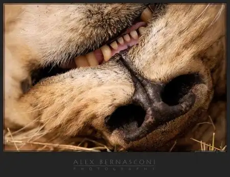 Фотограф Alex Bernasconi - Мир дикой природы