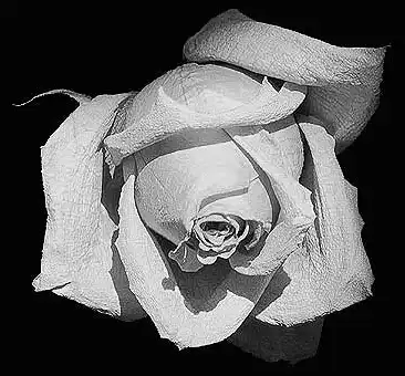 †~(=[С Днем Рождения Сереженька] =)~†