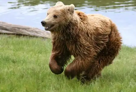 Лучшие фото по версии Wikimedia за 2007 год
