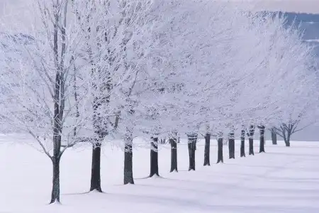 Зимние Виды