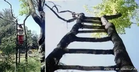 Деревья бывают и такими