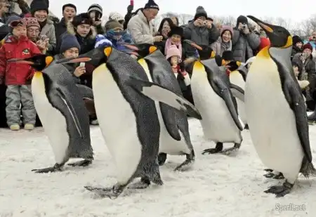 Позитивчик , забег пингвинов :)