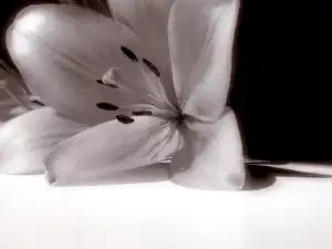 цветы