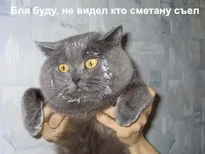 Фото приколы с котами