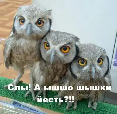 Фото приколы с котами