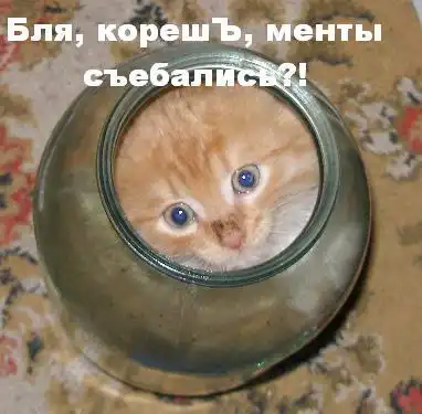 Фото приколы с котами
