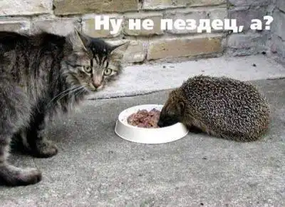 Фото приколы с котами