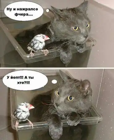Фото приколы с котами