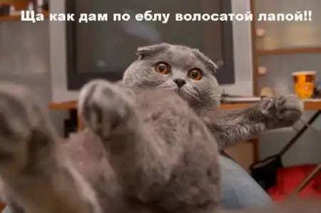 Фото приколы с котами