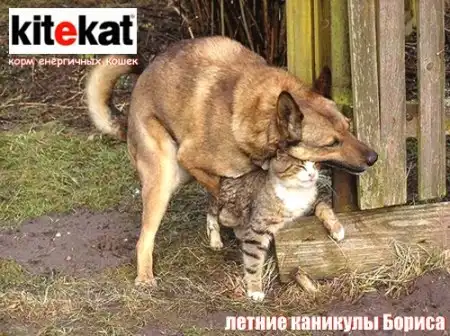Фото приколы с котами