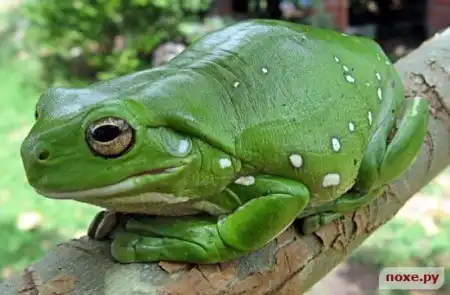 Меньшие наши