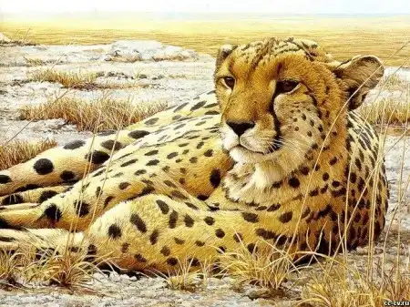 Рисованные животные