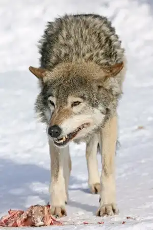 Фотограф Igor P.