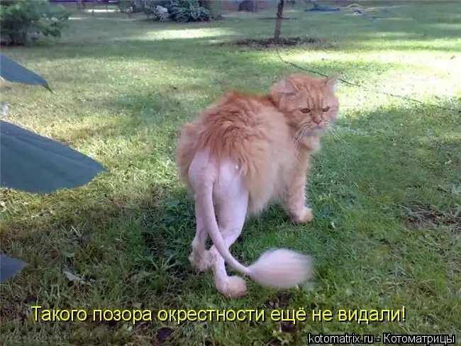 Лучшие котоматрицы недели (50 штук)