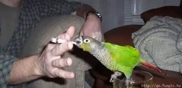 Эти веселые животные Эти веселые животные