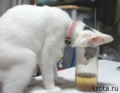 Пьяные коты в сборке